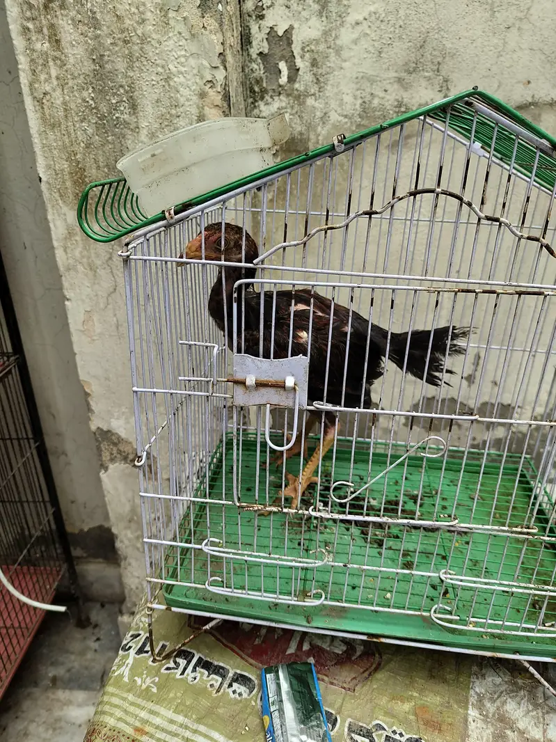 Aseel Hens and chicks available for sale father mother pic show in add — photo 4