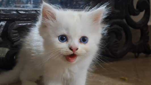 Friendly persian cute kitten for sale.