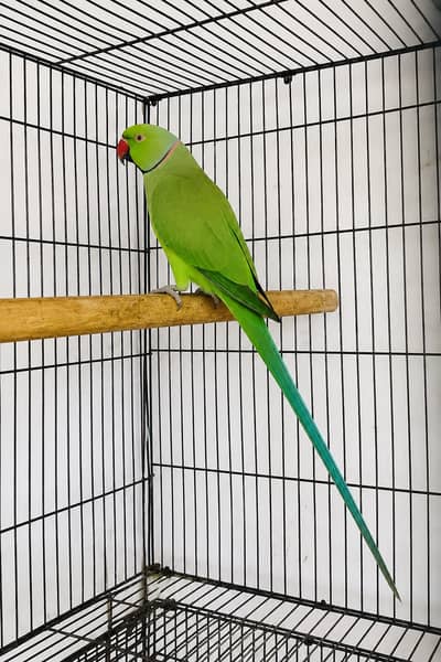 33 Months Adult Male Indian Ringneck Parrot
