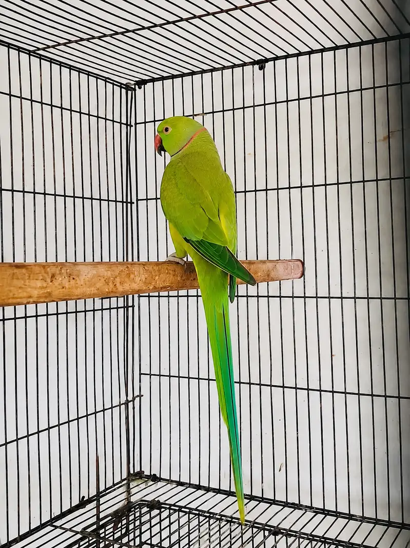 33 Months Adult Male Indian Ringneck Parrot — photo 2