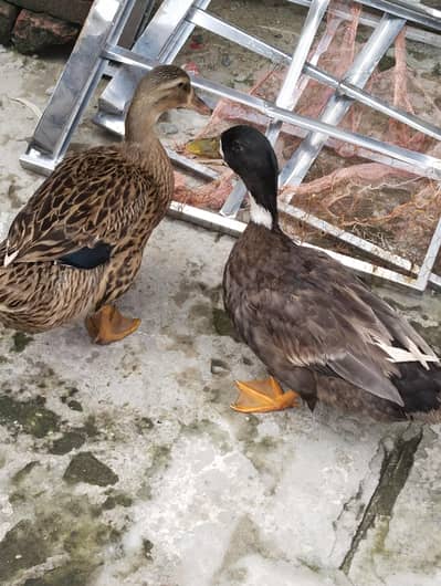female Mallard duck 