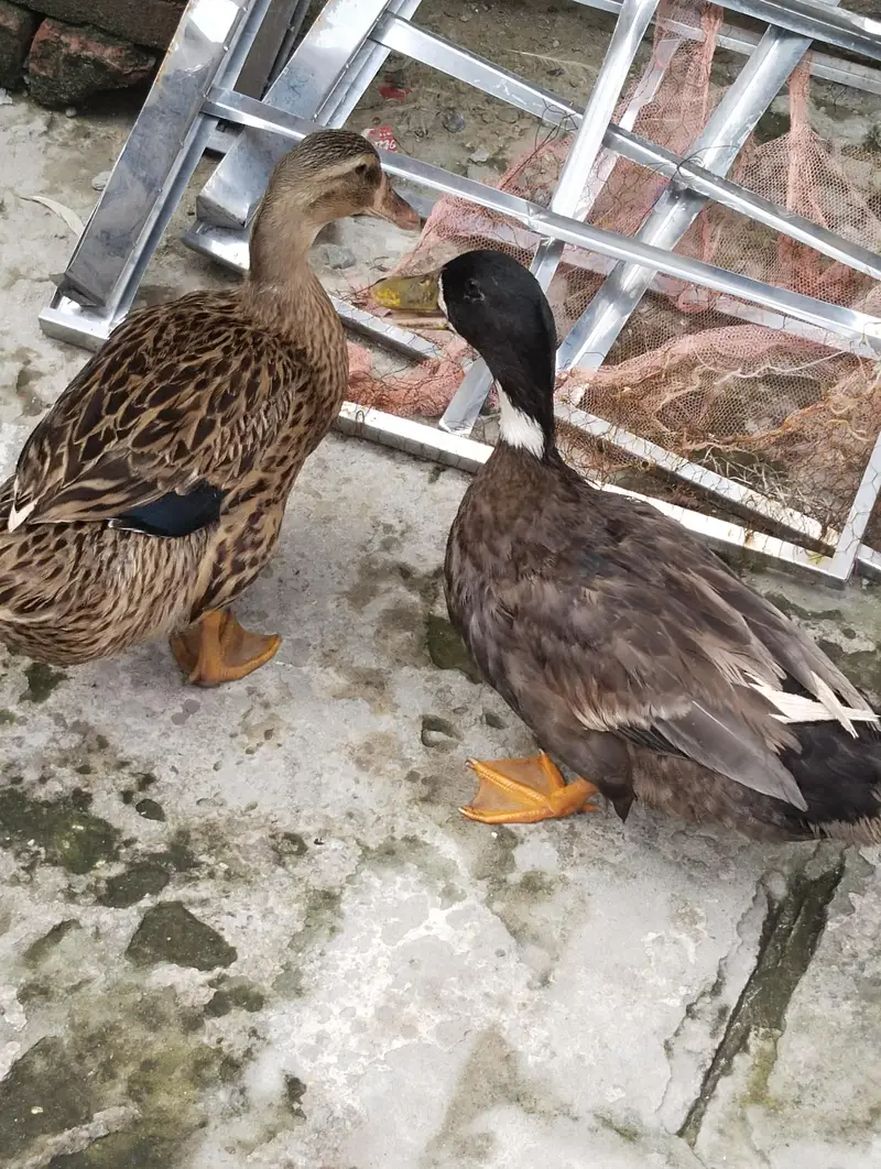 female Mallard duck 