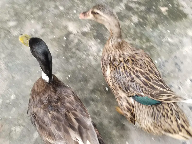 female Mallard duck  — photo 2