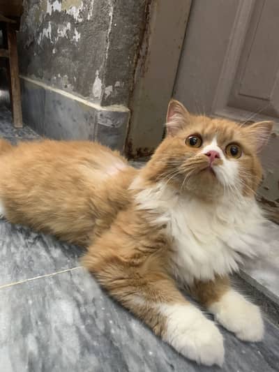 PERSIAN DOLL FACE CAT VERY CUTE FOR SALE URGENT