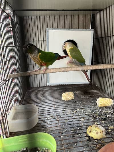green chik and pineapple piar