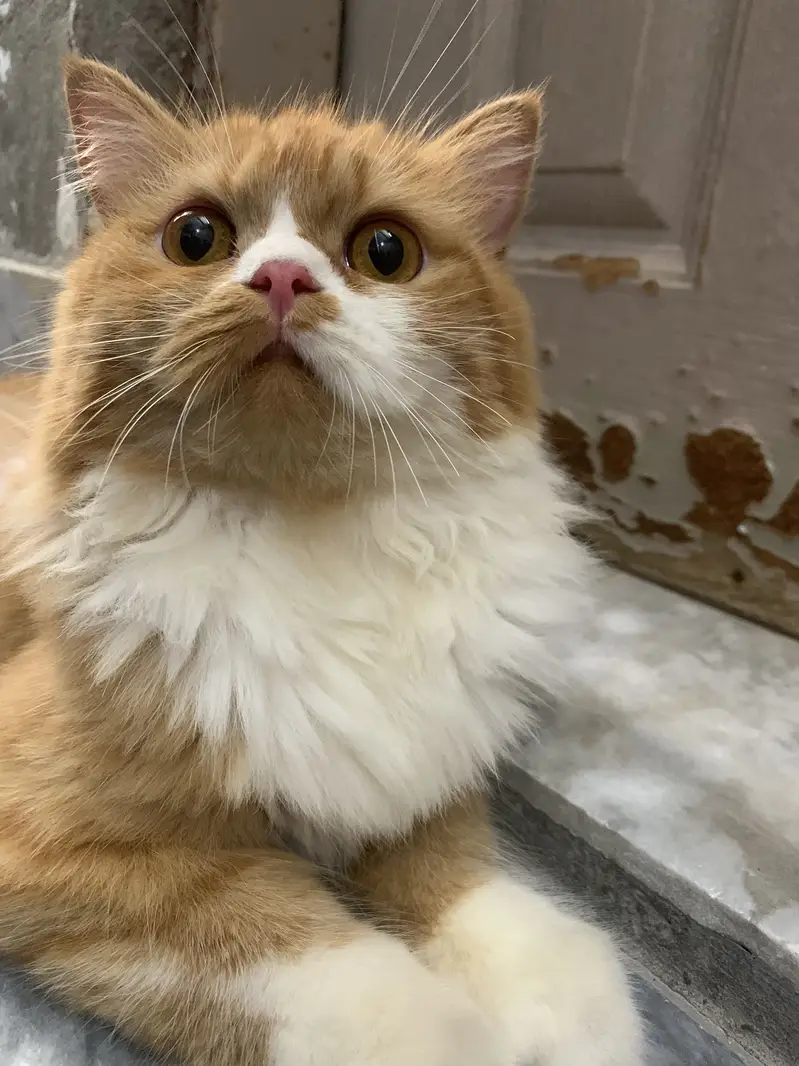 PERSIAN DOLL FACE CAT VERY CUTE FOR SALE URGENT — photo 2