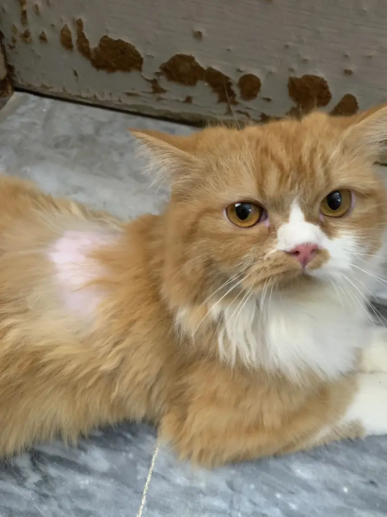PERSIAN DOLL FACE CAT VERY CUTE FOR SALE URGENT — photo 3