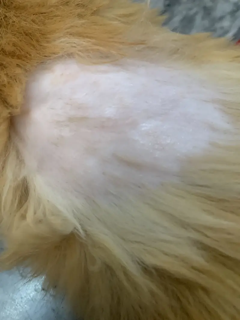 PERSIAN DOLL FACE CAT VERY CUTE FOR SALE URGENT — photo 4