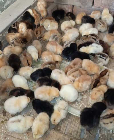 Desi golden misri chicks