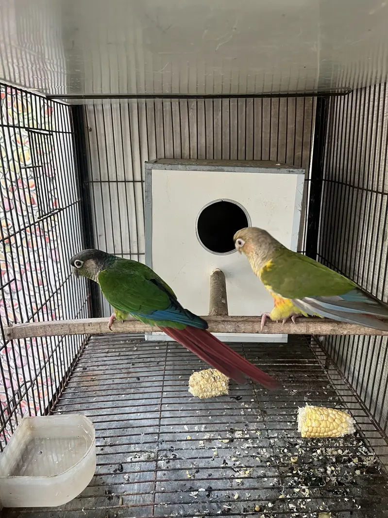 green chik and pineapple piar — photo 2