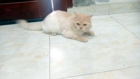Neutered Male Cat – 2 Years Old – Vaccinated, Healthy & Friendly