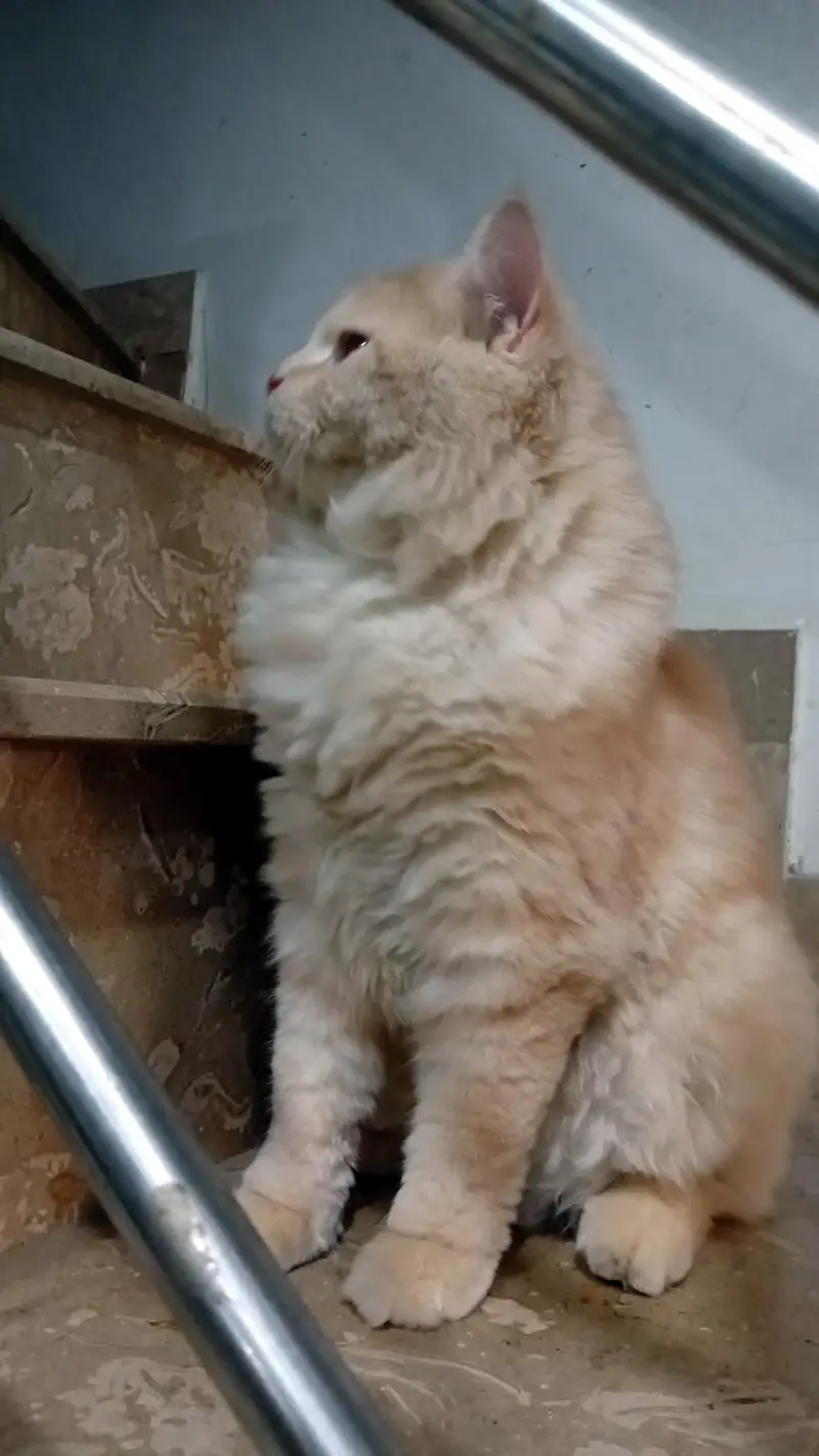 Neutered Male Cat – 2 Years Old – Vaccinated, Healthy & Friendly — photo 2