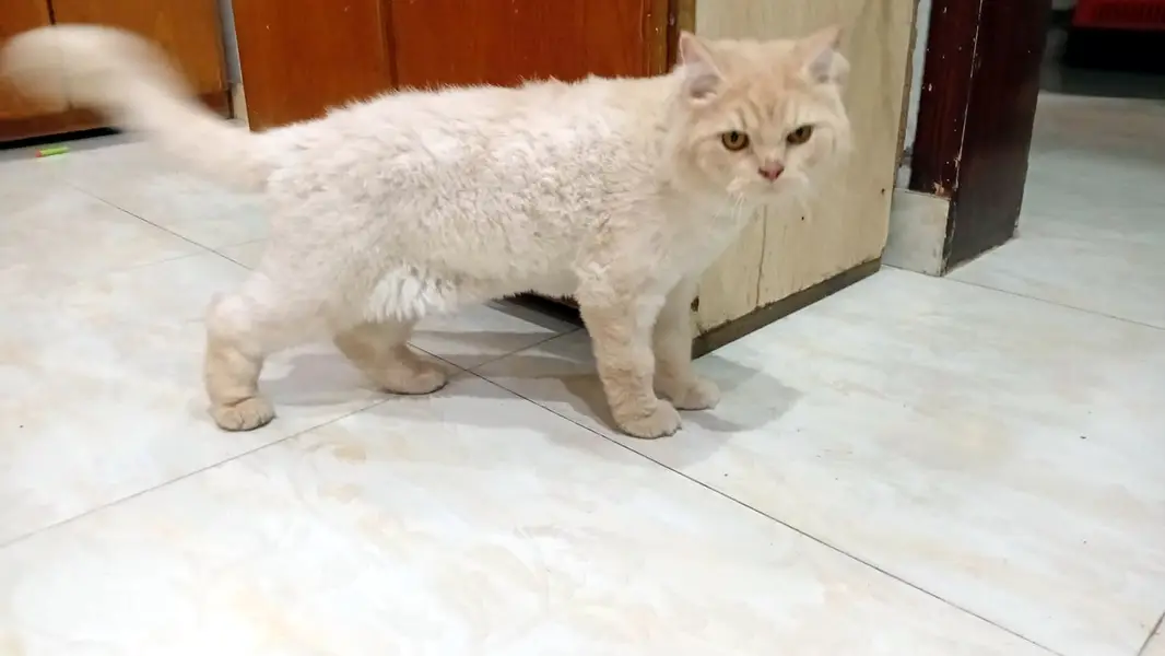 Neutered Male Cat – 2 Years Old – Vaccinated, Healthy & Friendly — photo 3