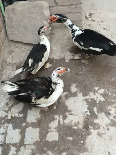 Muscovy Ducks Breeder