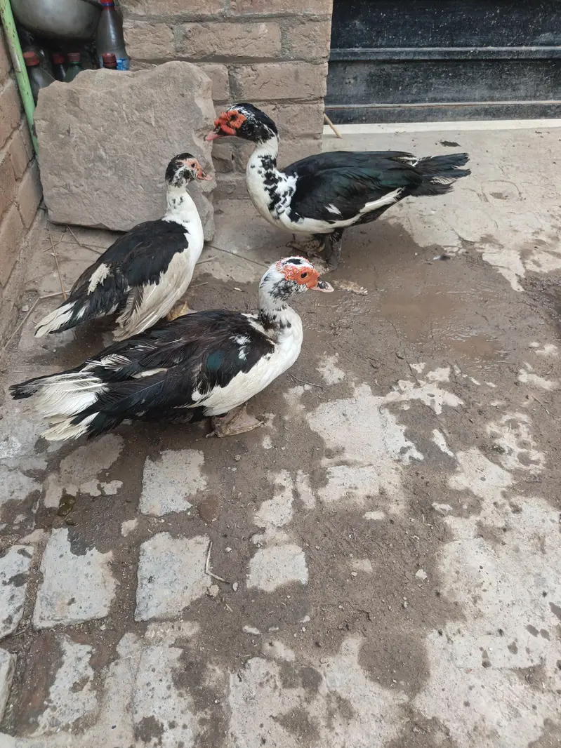 Muscovy Ducks Breeder — photo 2