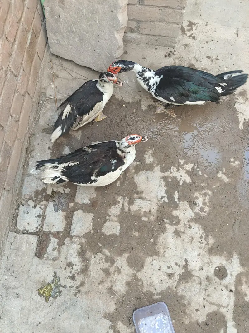 Muscovy Ducks Breeder — photo 3