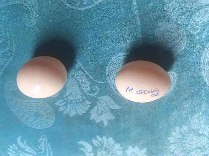 Muscovy Ducks Breeder — photo 5
