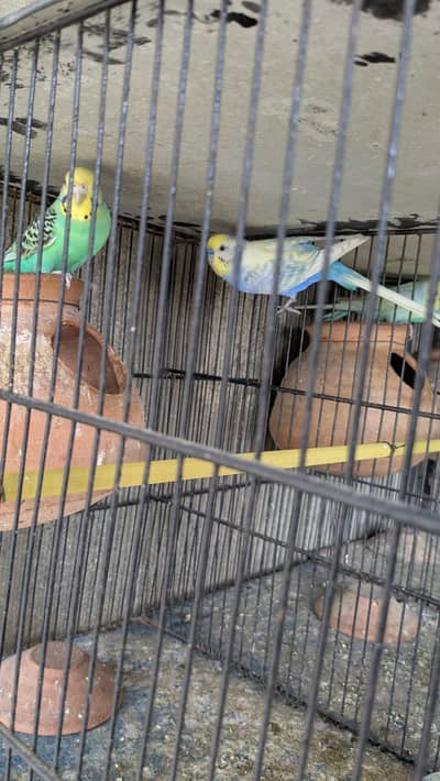 budiges breader pair and Portion cages