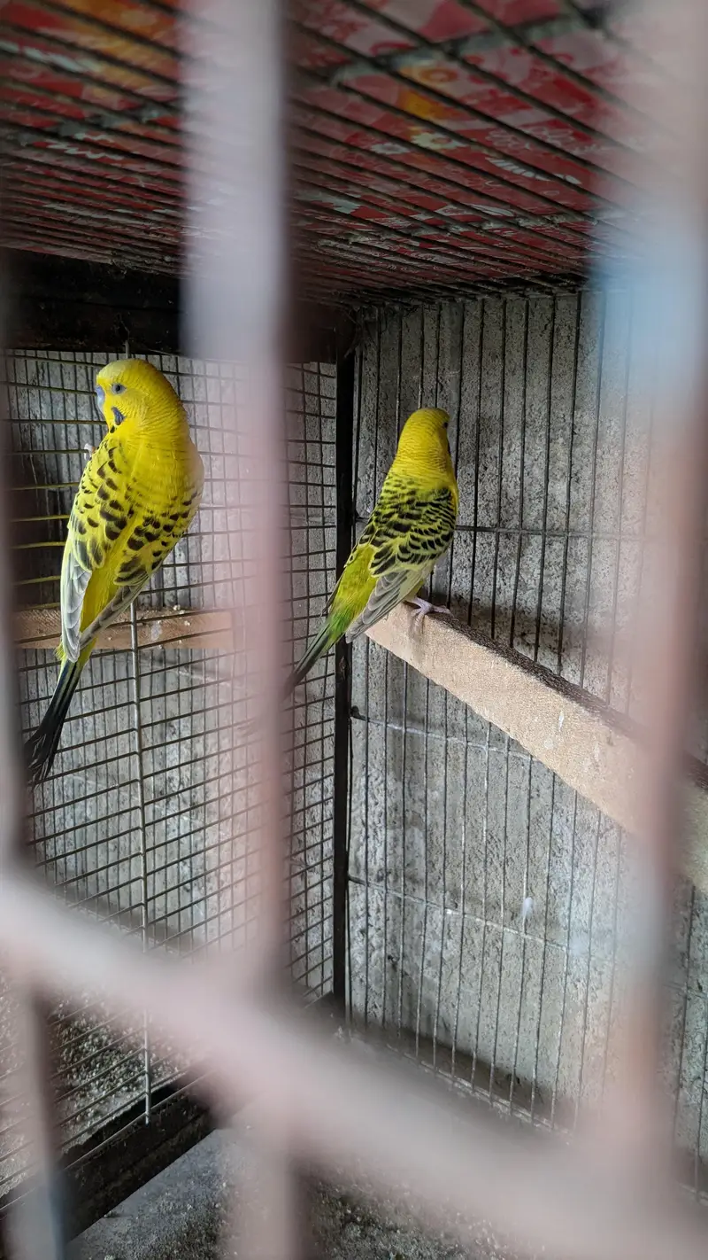 budiges breader pair and Portion cages — photo 7