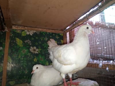 KING SIZE PIGEON BREEDER PAIR JUMBO SIZE