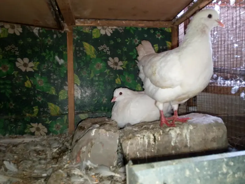 KING SIZE PIGEON BREEDER PAIR JUMBO SIZE — photo 2