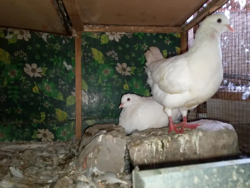 KING SIZE PIGEON BREEDER PAIR JUMBO SIZE — photo 3