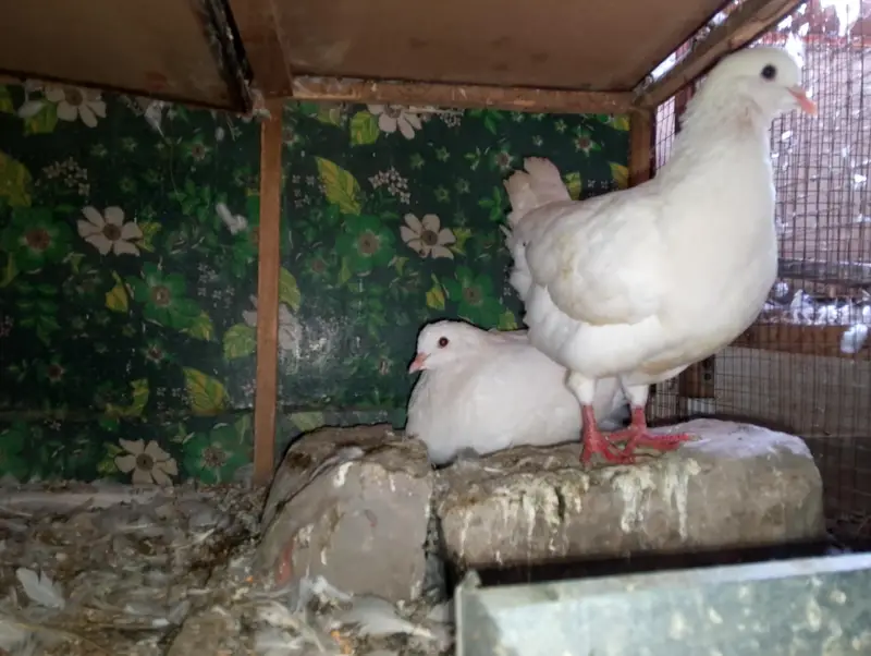 KING SIZE PIGEON BREEDER PAIR JUMBO SIZE — photo 4