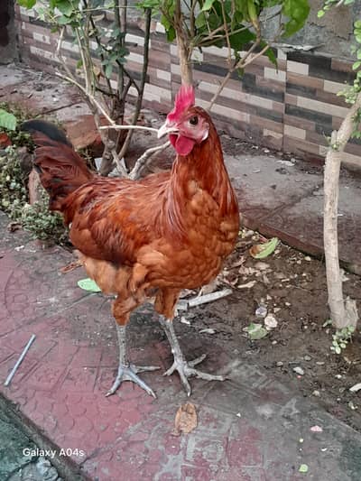 Ghar ka pala huwa Murgha