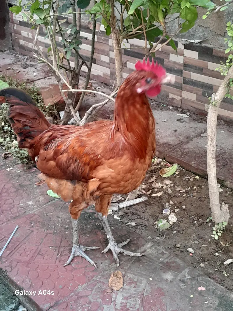 Ghar ka pala huwa Murgha — photo 4