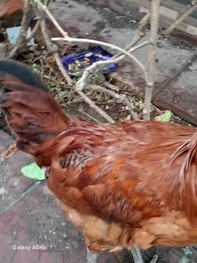 Ghar ka pala huwa Murgha — photo 5