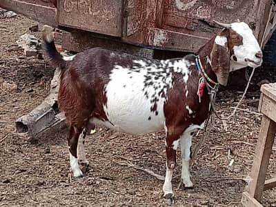 Gabban Bakri For sale