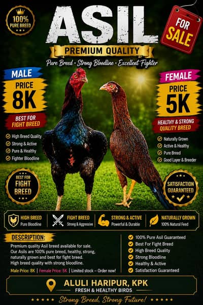 Pure  Mianwail Aseel Pair for Sale – Healthy & Strong