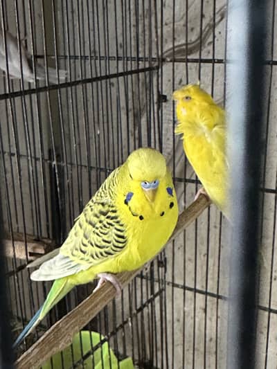 3 birds deal