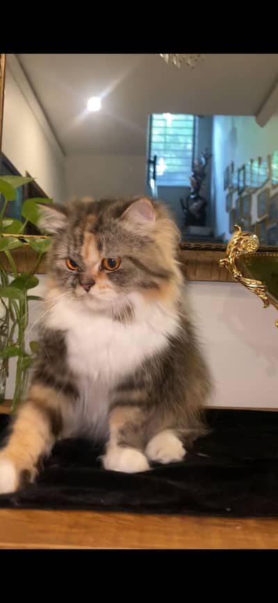 Persian cat rare colour