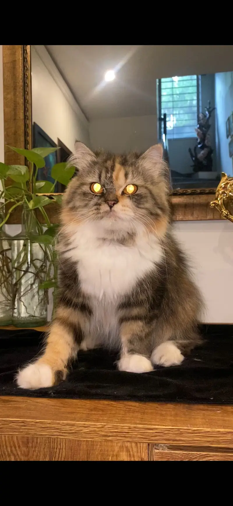 Persian cat rare colour — photo 2