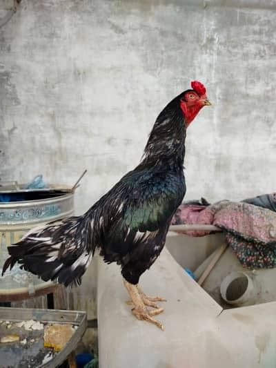 high quality lasani male