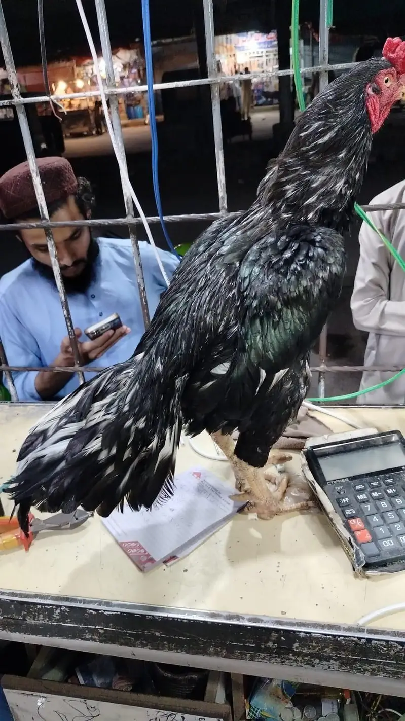 high quality lasani male — photo 2