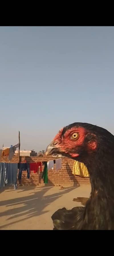 Aseel Walaiti Murgi
