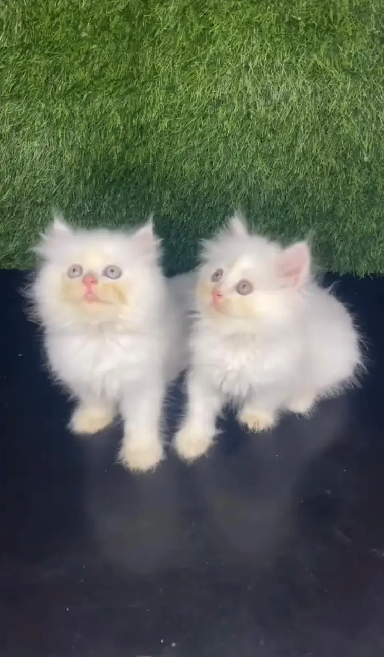 Persian kittens. Whatapp//037046////02354 — photo 2