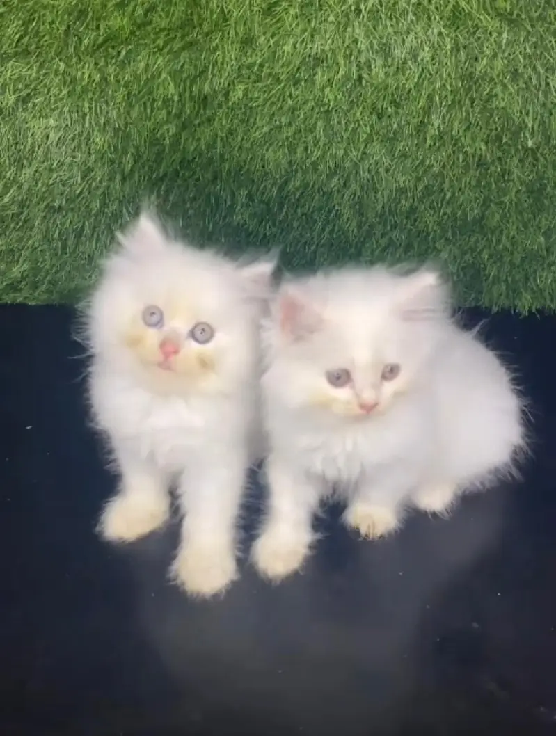 Persian kittens. Whatapp//037046////02354 — photo 3