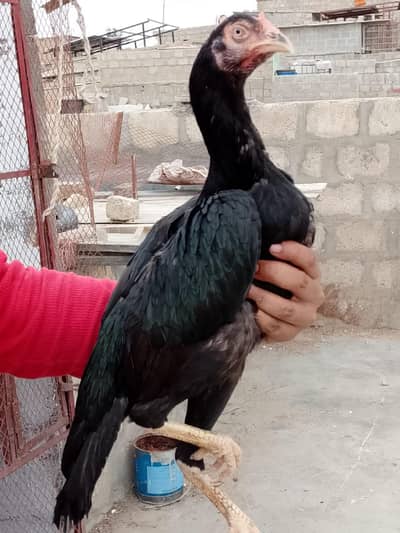 Lasani female
