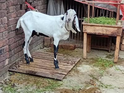 mashallah khubsurat pure desi bakra/ bakri