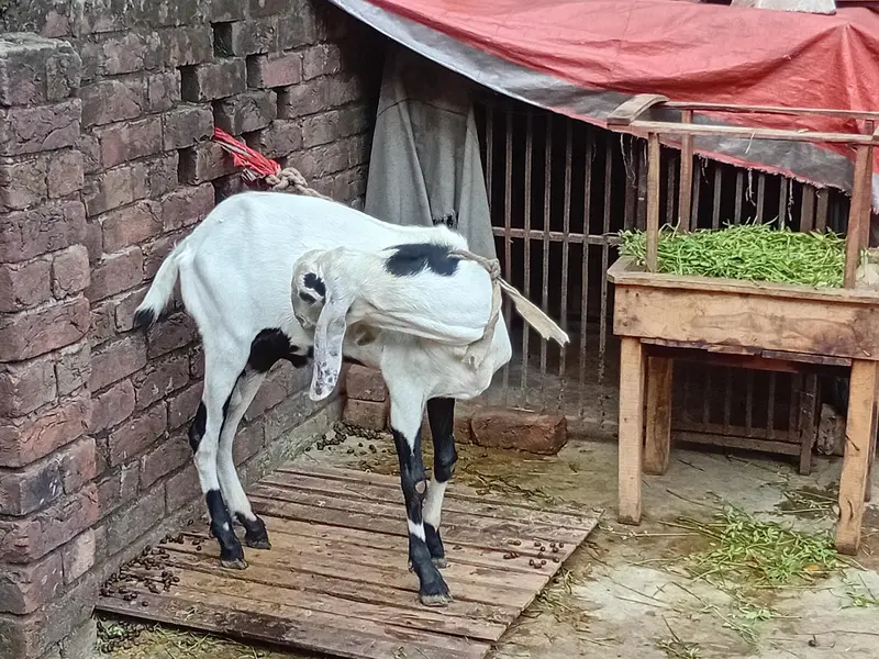 mashallah khubsurat pure desi bakra/ bakri — photo 2