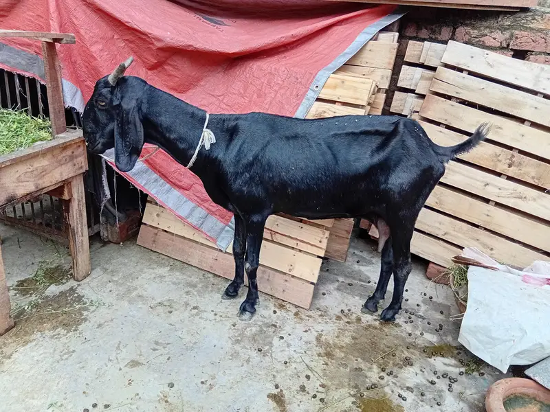 mashallah khubsurat pure desi bakra/ bakri — photo 4