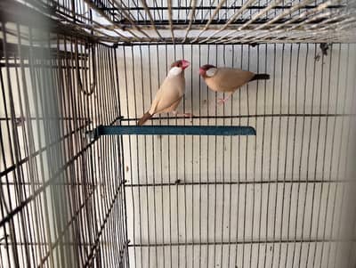 Fawn java pair dark head color ready to breed pair