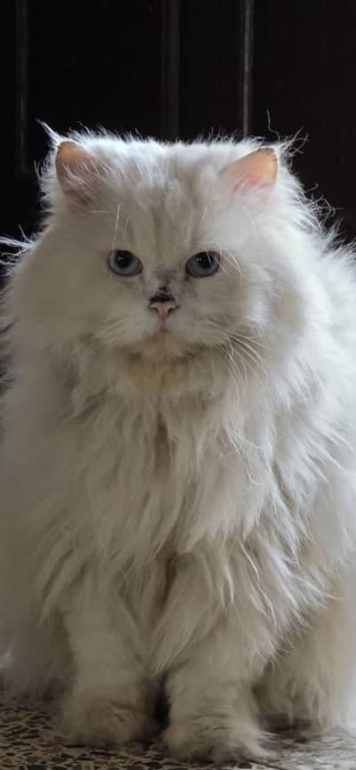 Percian Triple coat Blue EyeS