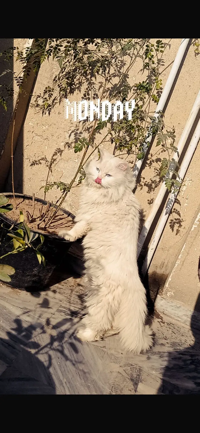 Percian Triple coat Blue EyeS — photo 2
