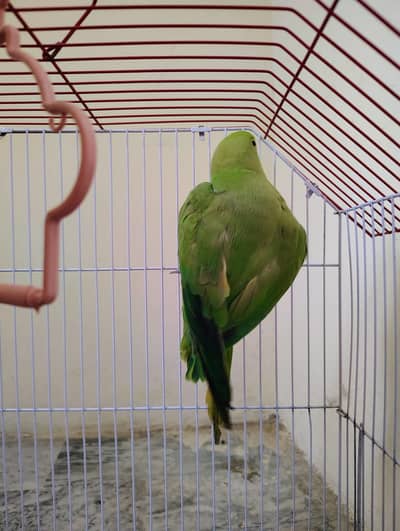 Green parrot for sale