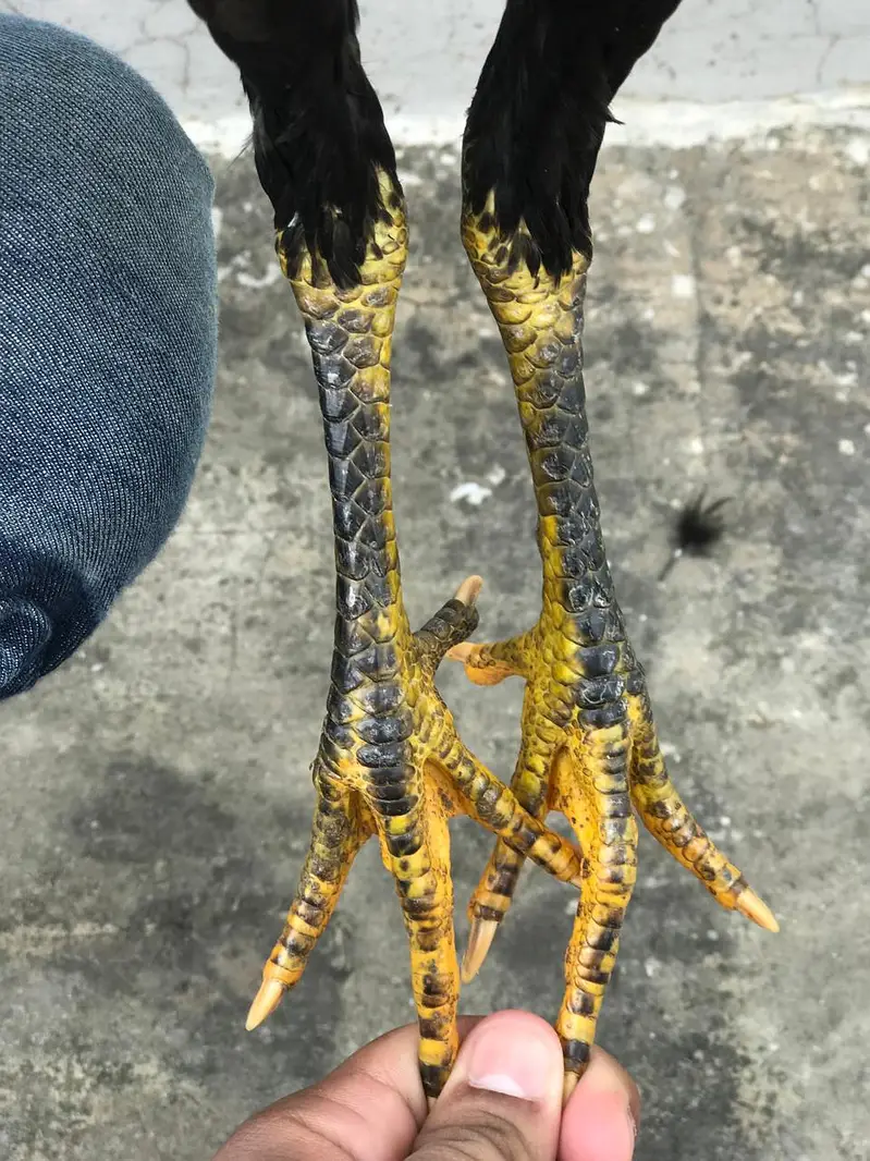 Pure Pakoye long hight pair for sale Whatsapp : 03032766741 — photo 7
