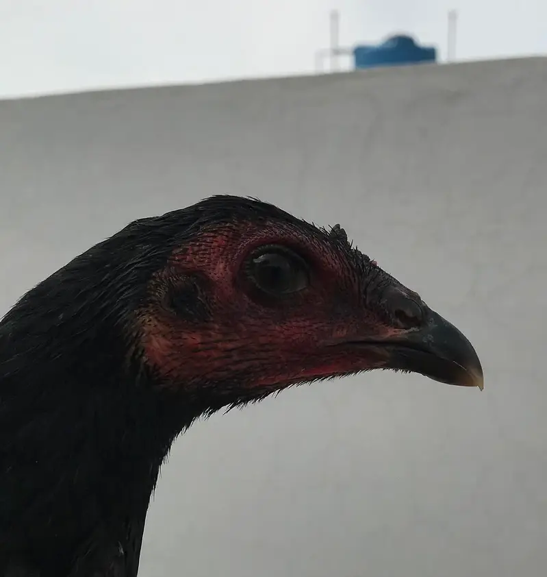 Pure Pakoye long hight pair for sale Whatsapp : 03032766741 — photo 3